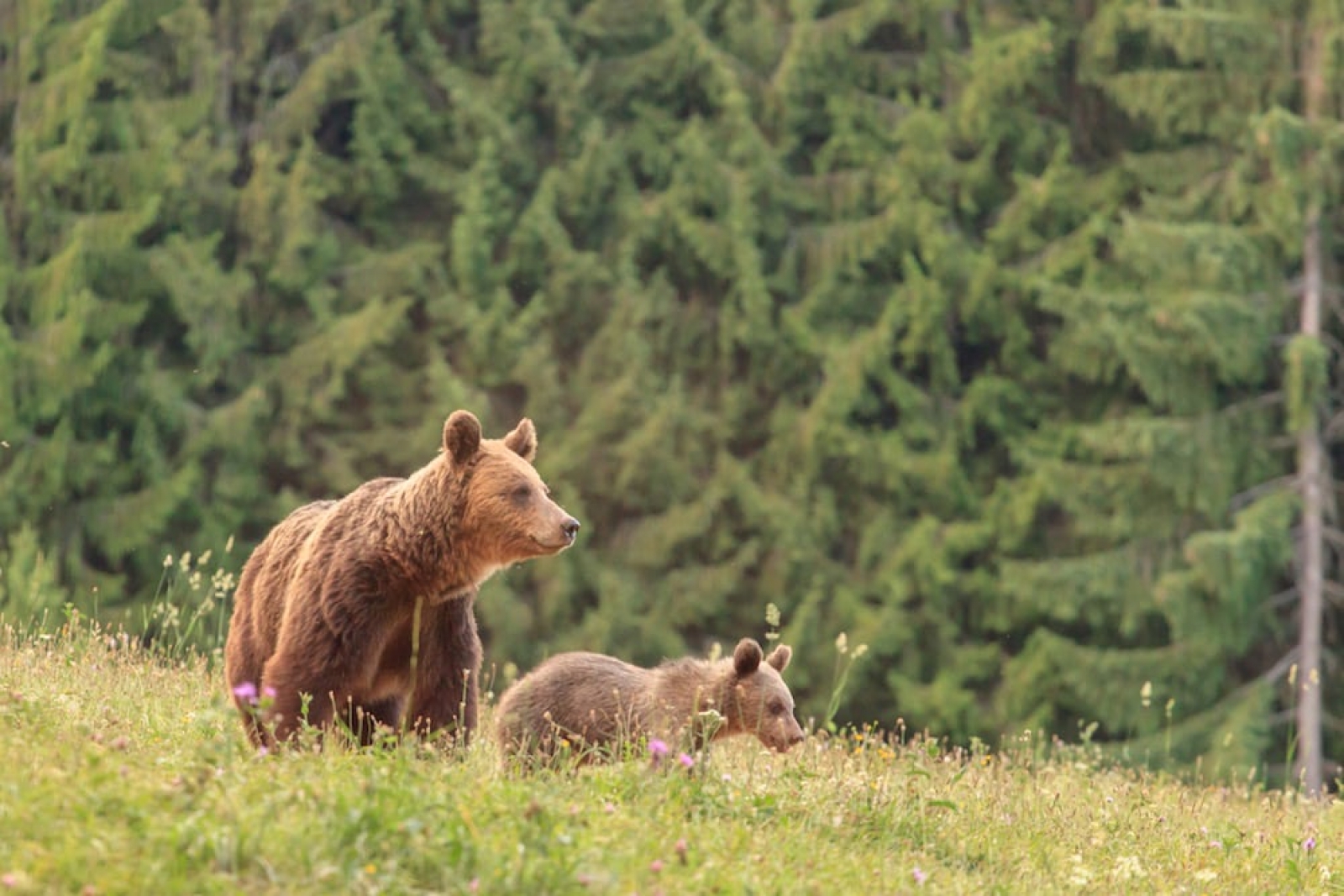 observator de ursi lacul sfanta ana, judetul harghita, urs brun, urs brun cu pui, pui de urs