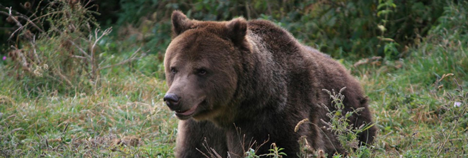 observatorul de ursi, zarnesti, piatra craiului, urs brun