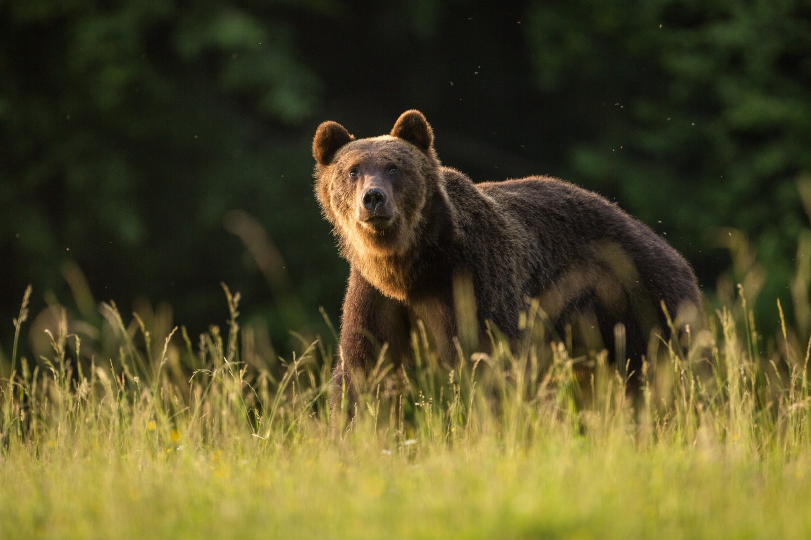 observatorul de ursi, bodoc, judetul covasna, urs brun
