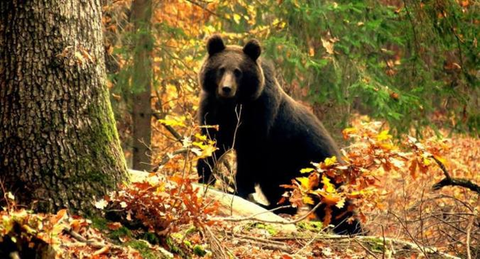 observatorul de ursi zabala, judetul covasna, urs brun