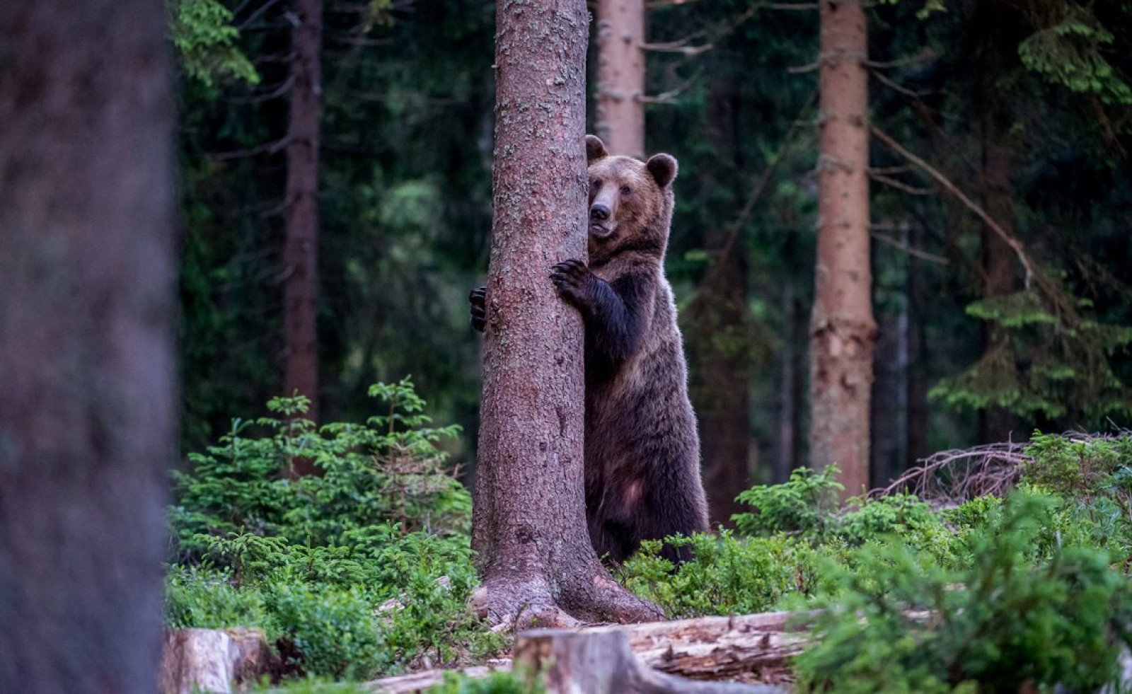 observatorul de ursi, rasnov, judetul brasov, urs brun