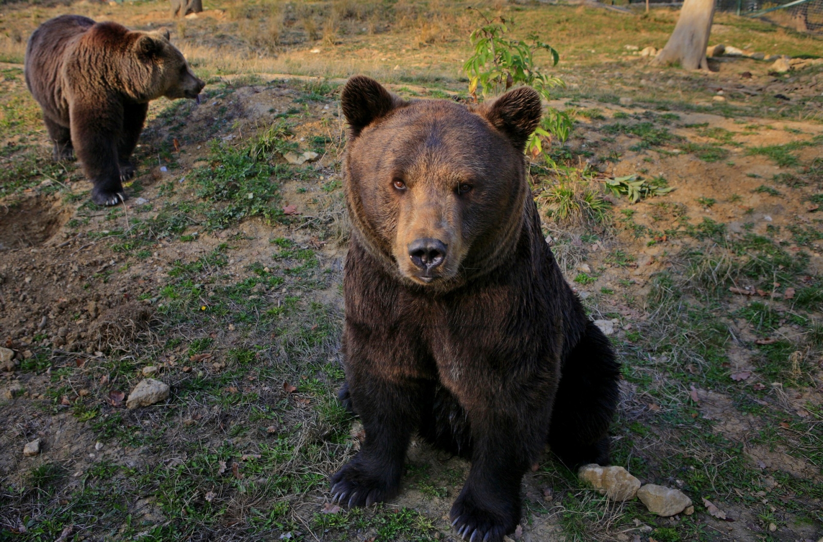 Zernesti medve rezervátum 