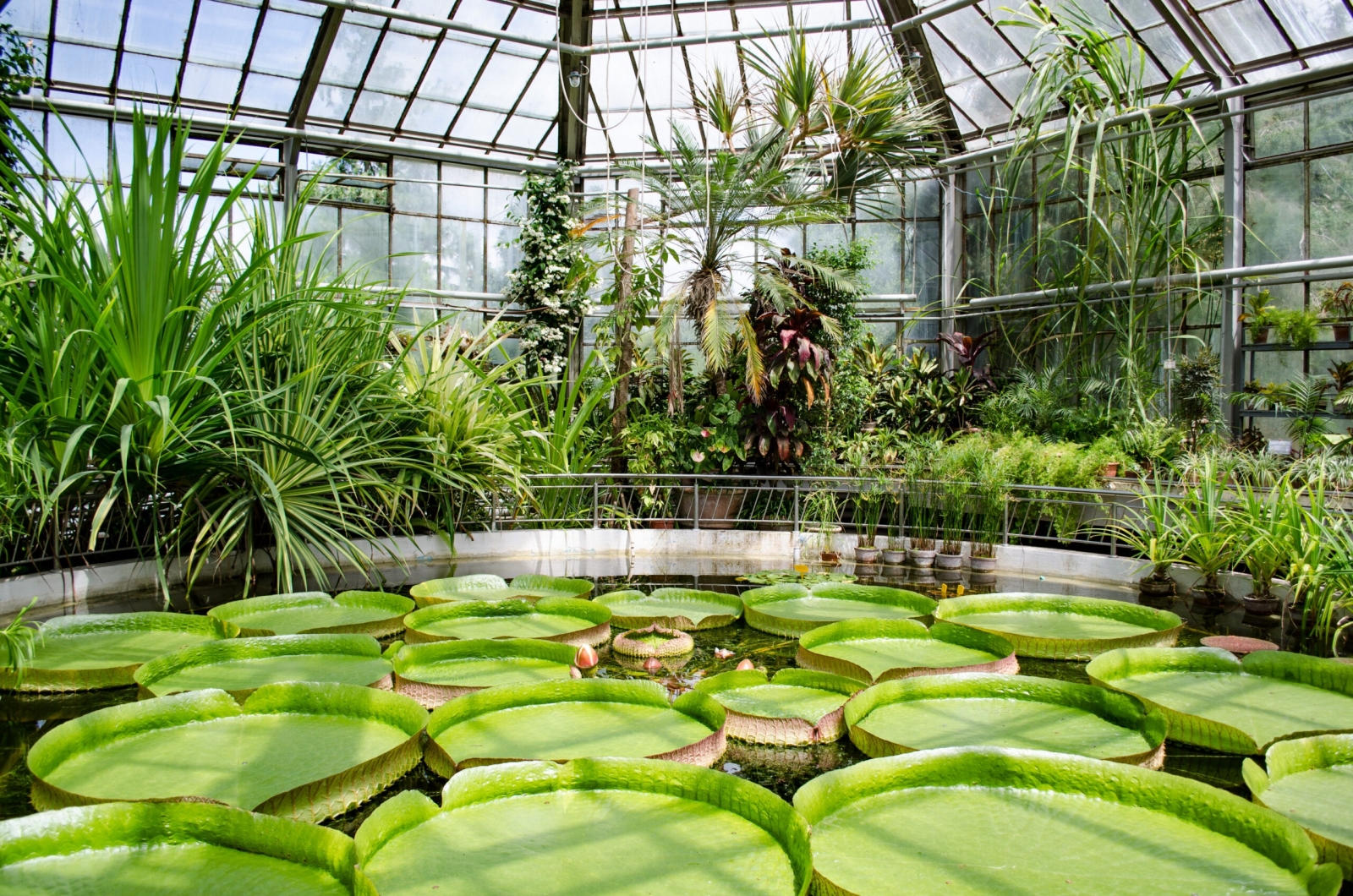 gradina botanica cluj napoca, flori exotice