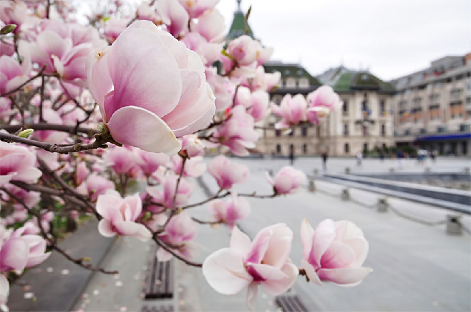 craiova, judetul olt, magnolii