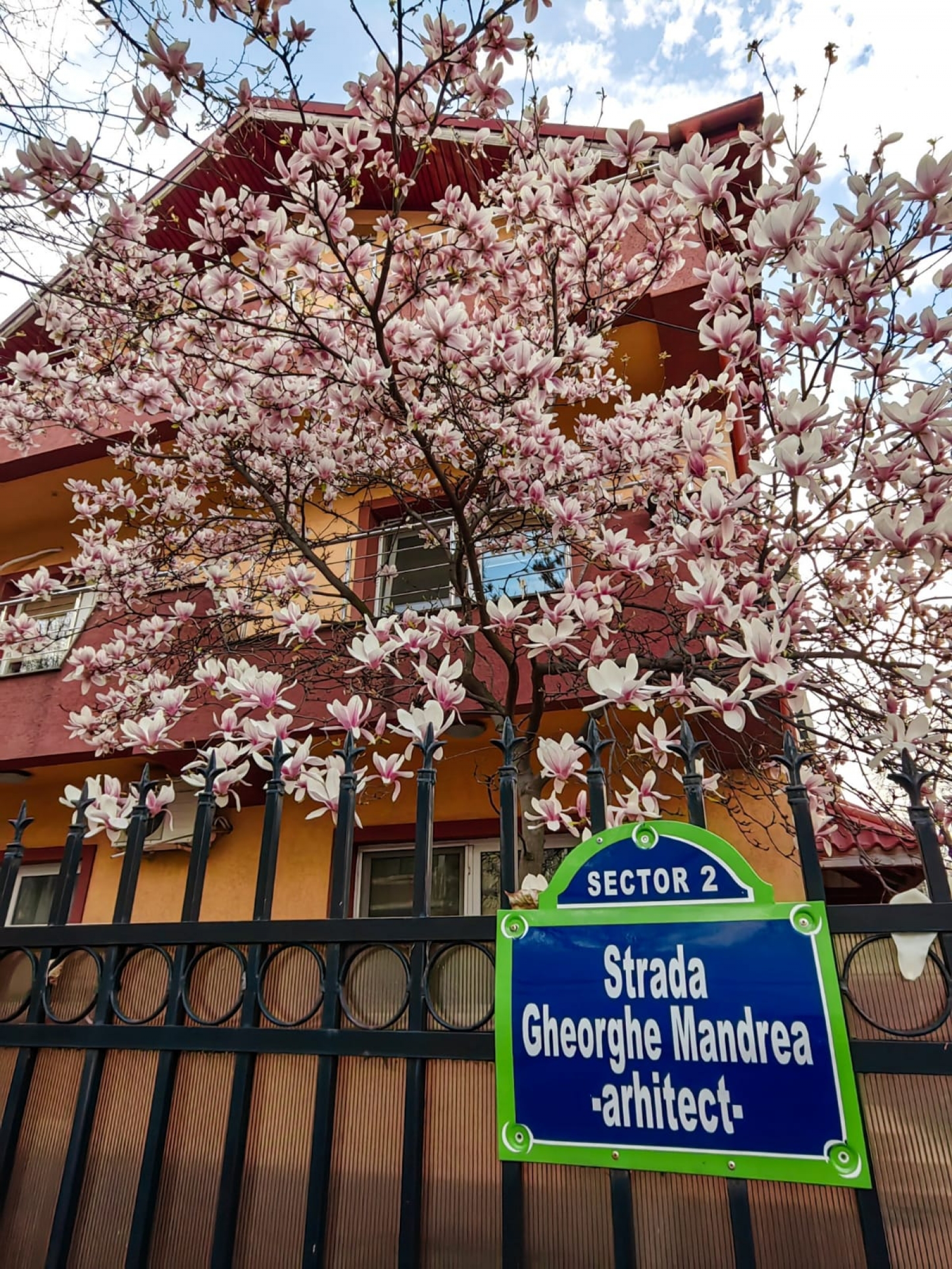 Harta magnoliilor: 5 orașe din România de vizitat primăvara