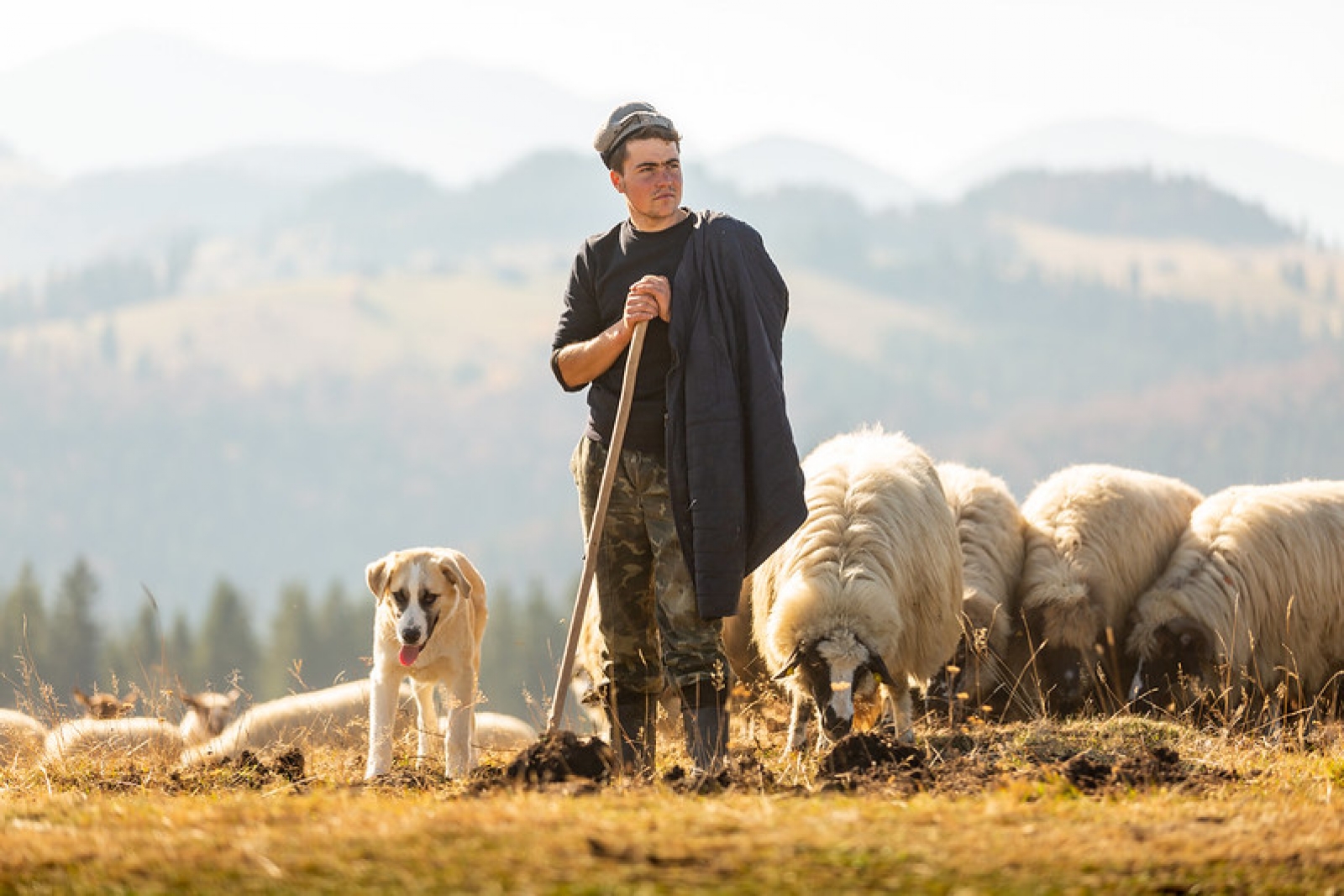 Cioban cu caine, caine ciobanesc
