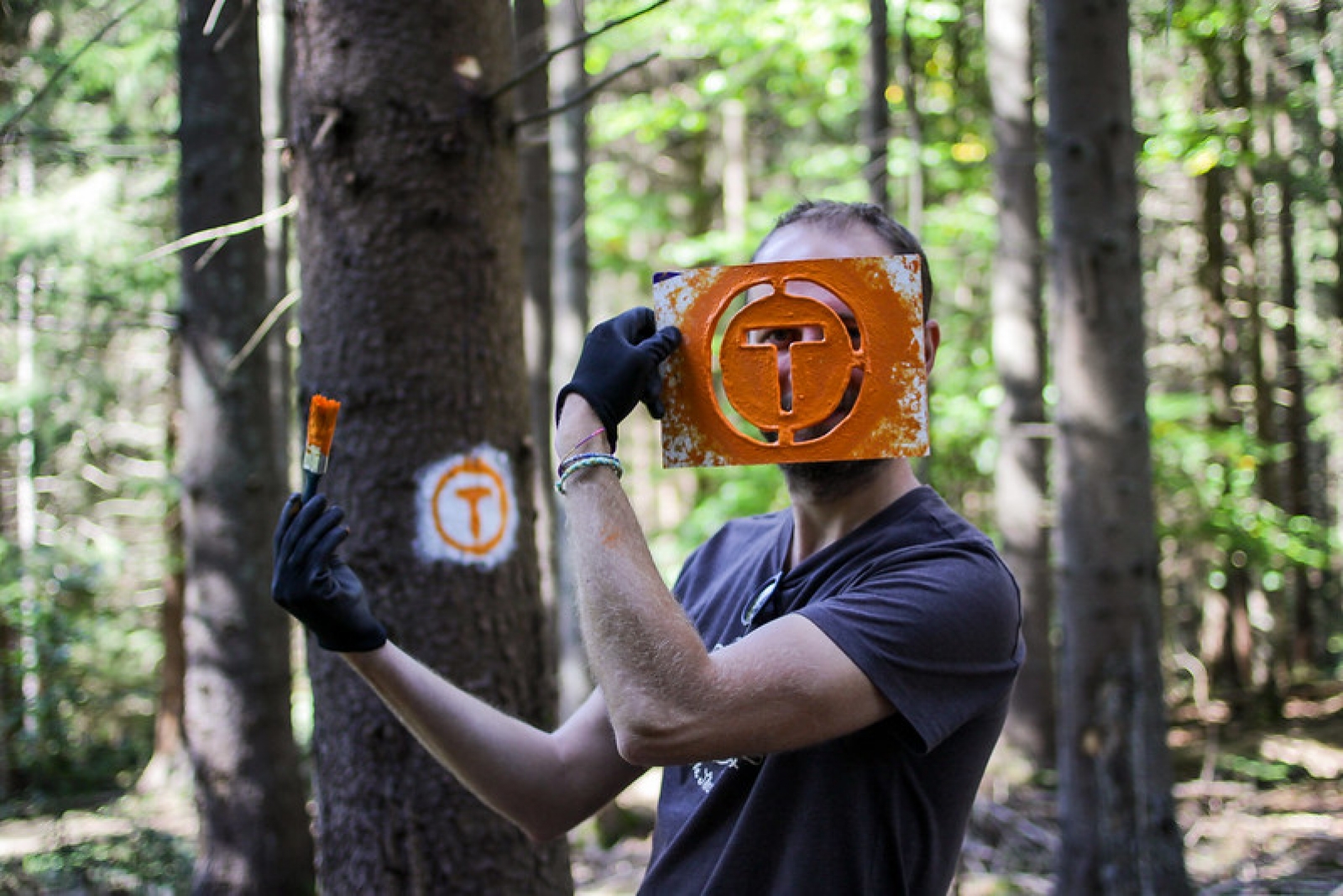 Insemnarea copaciilor, marcare arbori 