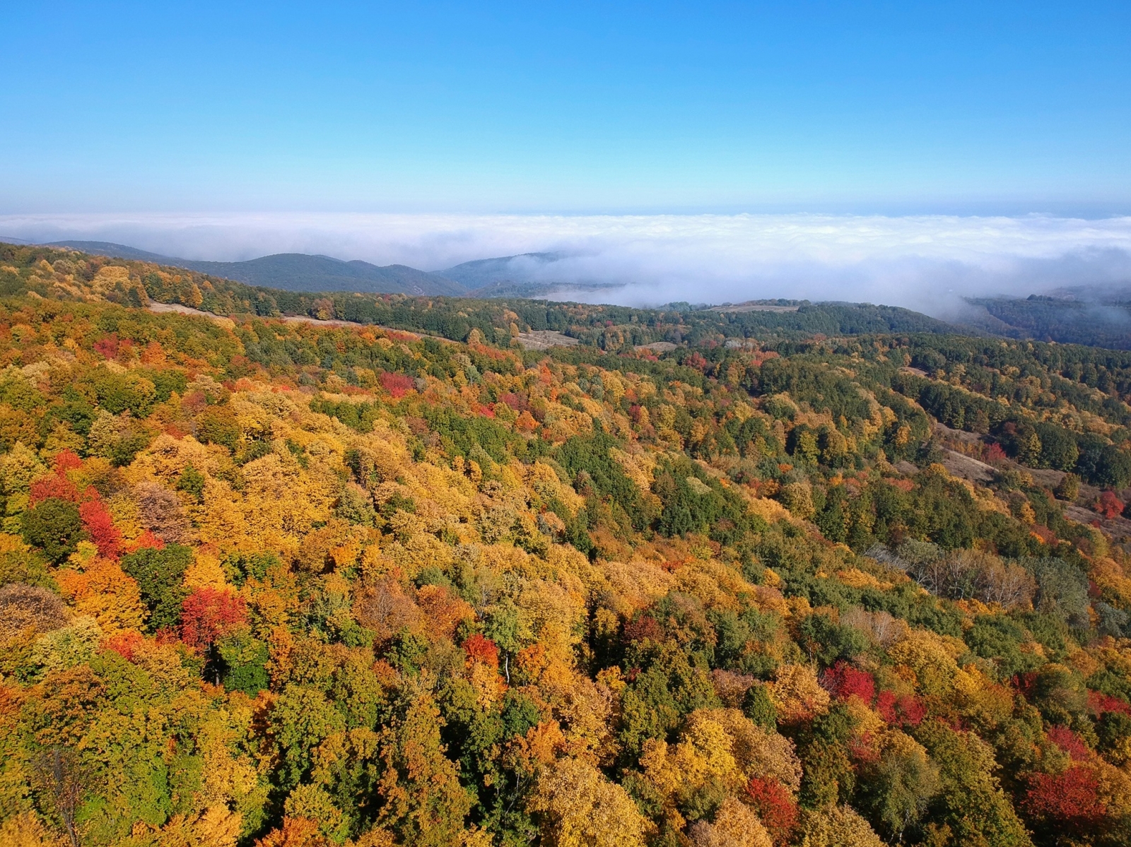 Măgura Bacău, Județul Bacău