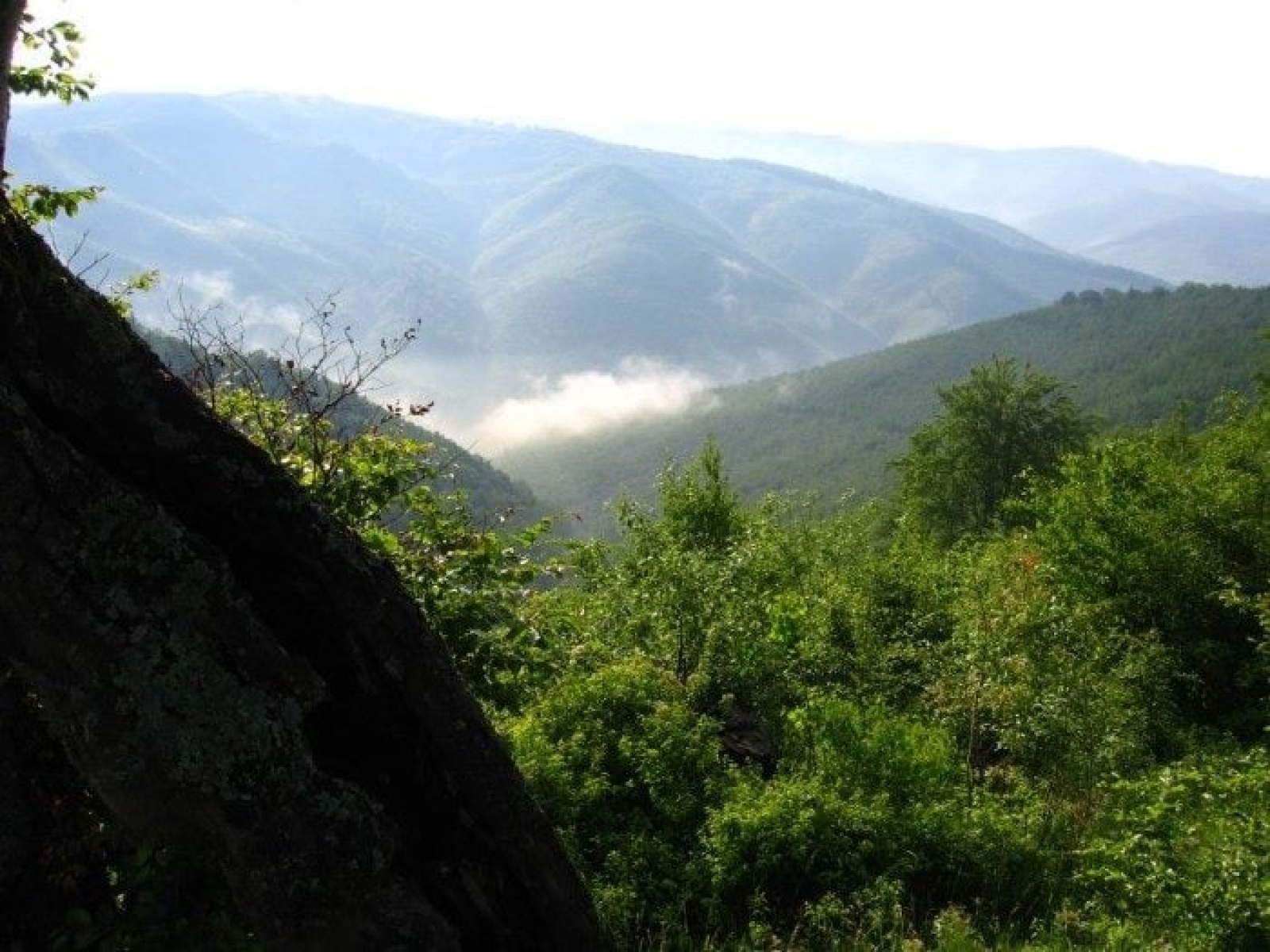 Rezervația Naturală Nemira, Județul Bacău