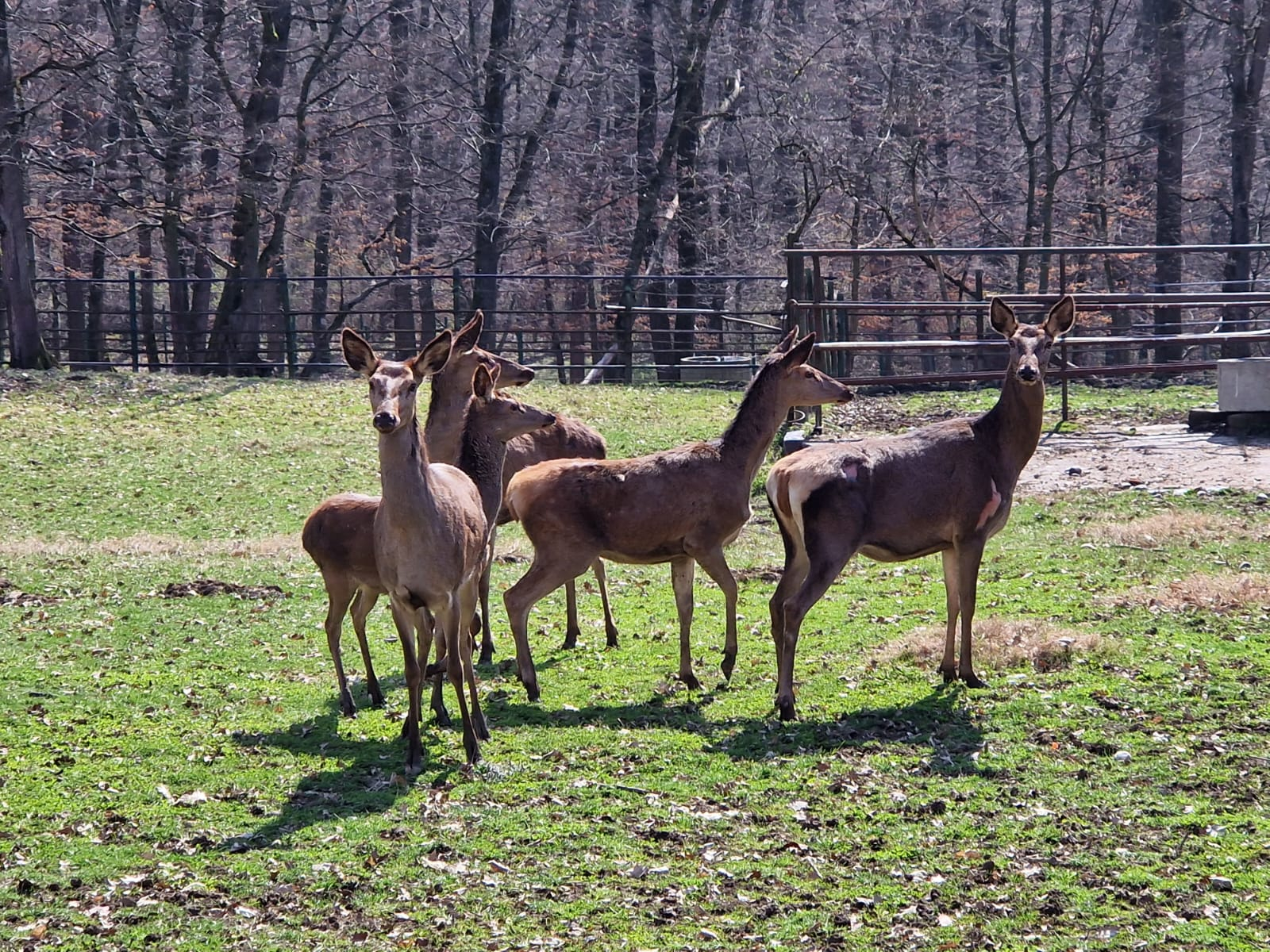 Nem szabad kihagyni: Íme 3 ok, amiért érdemes mielőbb ellátogatni a Marosvásárhelyi Állatkertbe