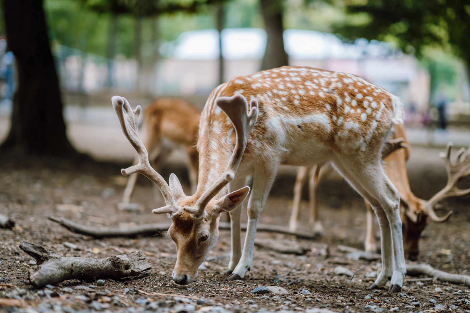 Grădina Zoologică din Târgu Mureș, caprioara 