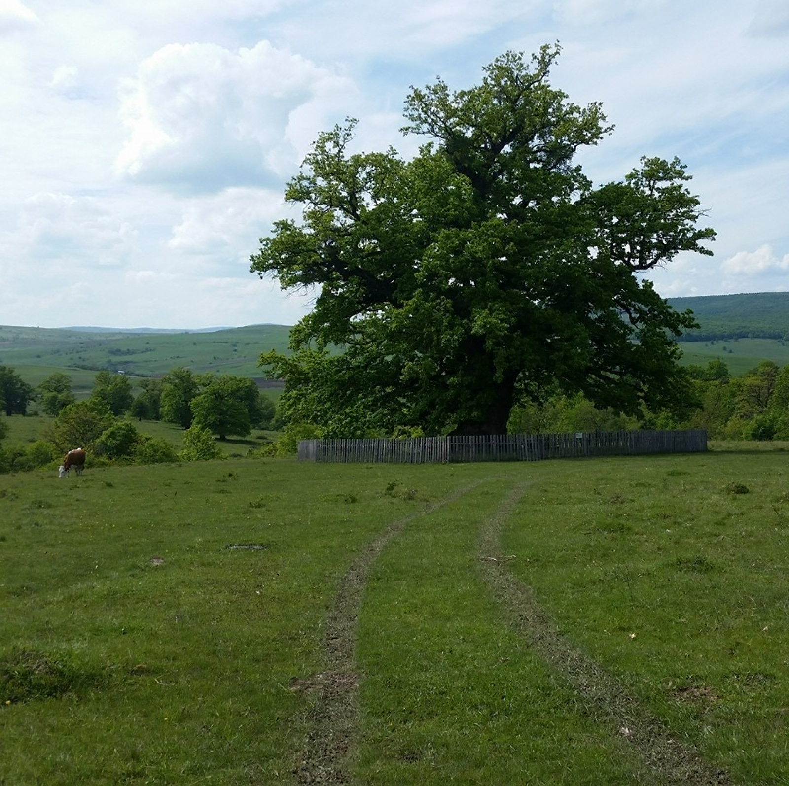 Egyedülálló fesztivál egy több mint 900 éves tölgyfa tiszteletére