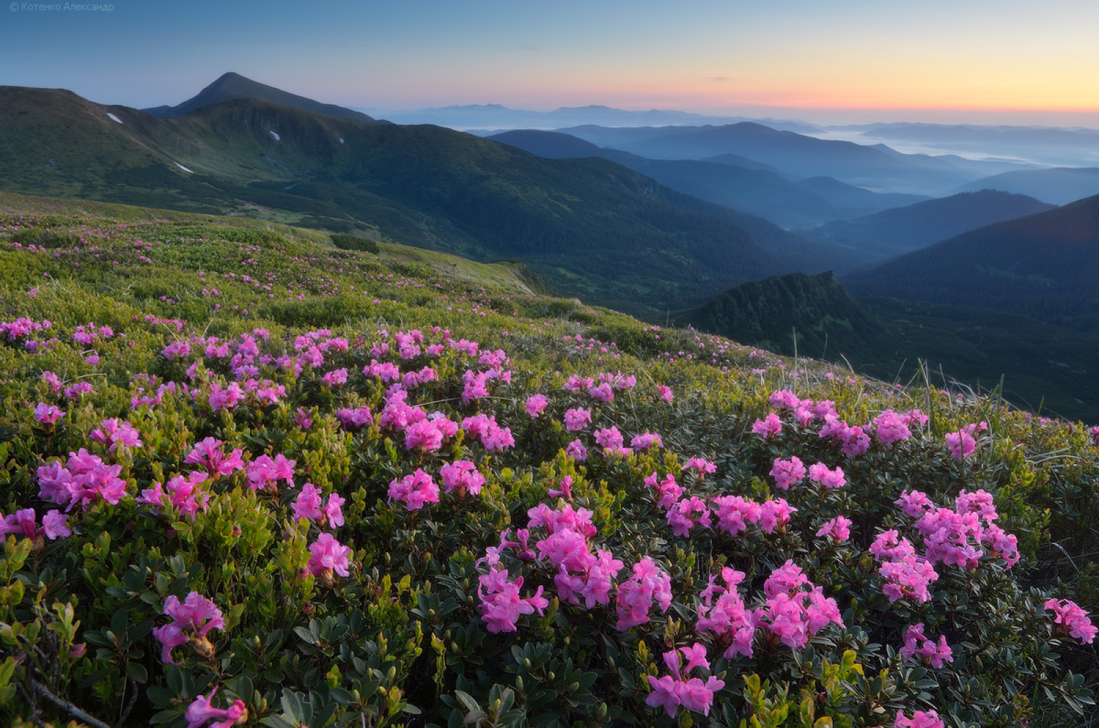 When the Carpathians Turn Pink: Chasing the Legendary Mountain Peonies